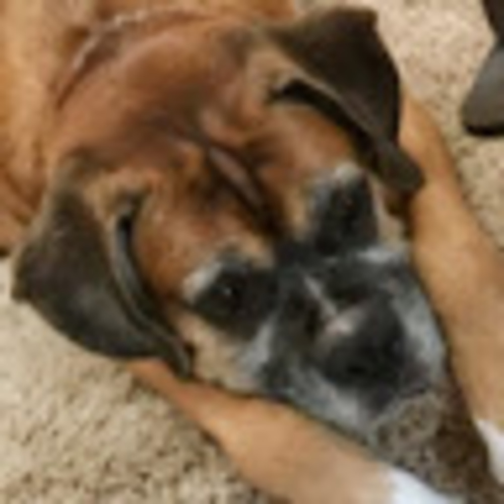 Meet your Posher, Afterthedove